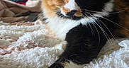 Bubbles is registered to the contest to win money with this photo: cat, calico_cat, pet, feline, paw, whiskers, bedroom, blanket, soft_texture, toy, indoor, relaxed, fur, closeup, green_eyes, resting, cozy, home, animal, cute
