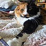 cat, calico_cat, pet, feline, paw, whiskers, bedroom, blanket, soft_texture, toy, indoor, relaxed, fur, closeup, green_eyes, resting, cozy, home, animal, cute