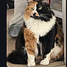 cat, calico_cat, fluffy, pet, indoor, floor, tile, household_items, messaging_app, text_message, chat, screen_capture, phone_screen, domestic_animal, cute, animal_portrait, sitting, feline, green_eyes, fur