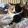 cat, calico, feline, pet, animal, bedroom, blanket, cozy, stretching, fur, whiskers, paw, indoor, relaxed, closeup, bed, furniture, soft, home, resting