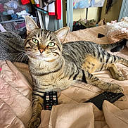 Cheeto is registered to the contest to win money with this photo: tabby_cat, cat, pet, indoor, bed, blanket, remote_control, striped, feline, resting, cute, animal, domestic_cat, paw, whiskers, green_eyes, relaxed, fur, home, casual