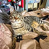 tabby_cat, cat, pet, indoor, bed, blanket, remote_control, striped, feline, resting, cute, animal, domestic_cat, paw, whiskers, green_eyes, relaxed, fur, home, casual