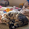 Cheeto is registered to the contest to win money with this photo: cat, tabby, sleeping, couch, blanket, plush_toy, sunlight, indoor, cozy, feline, relaxed, pet, fur, paw, tail, striped, home, resting, cute, soft
