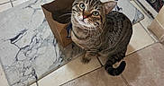 Cheeto joined the competition — help win amazing prizes! cat, tabby_cat, brown_paper_bag, marble_pattern_mat, tiled_floor, indoor, curious, pet, whiskers, green_eyes, feline, domestic_animal, looking_up, sitting, striped_fur, tail, ears, floor_mat, household, container