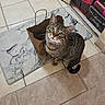 cat, tabby_cat, brown_paper_bag, marble_pattern_mat, tiled_floor, indoor, curious, pet, whiskers, green_eyes, feline, domestic_animal, looking_up, sitting, striped_fur, tail, ears, floor_mat, household, container