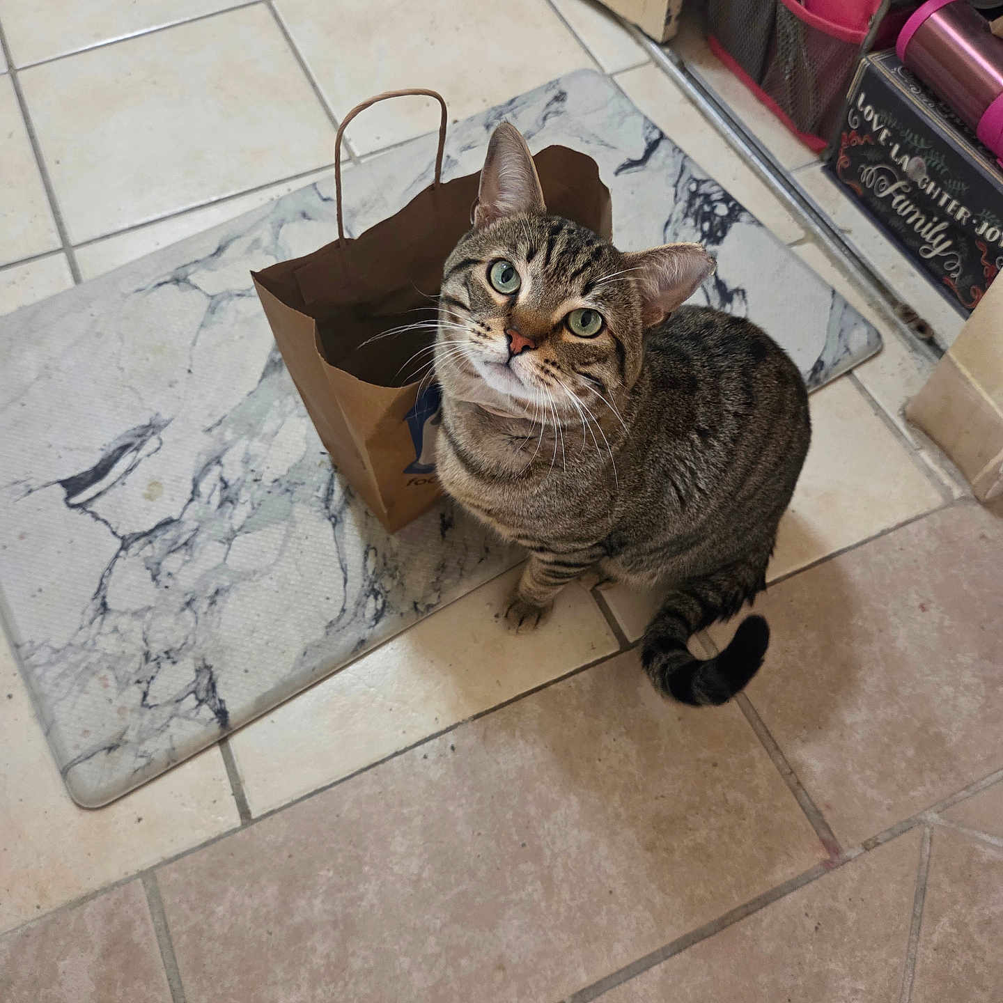 Cheeto joined the competition — help win amazing prizes! cat, tabby_cat, brown_paper_bag, marble_pattern_mat, tiled_floor, indoor, curious, pet, whiskers, green_eyes, feline, domestic_animal, looking_up, sitting, striped_fur, tail, ears, floor_mat, household, container
