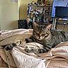 Cheeto joined the competition — help win amazing prizes! cat, tabby_cat, blanket, bed, indoor, furniture, shelf, television, relaxing, sleeping, pet, animal, cozy, resting, domestic, fur, cute, striped, living_room, comfort