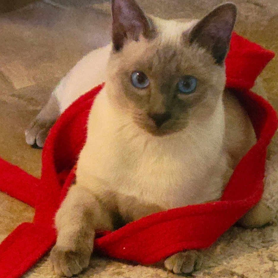 Mee is registered to the contest to win money with this photo: animal, blanket, cat, kitten, pet, siamese, towel