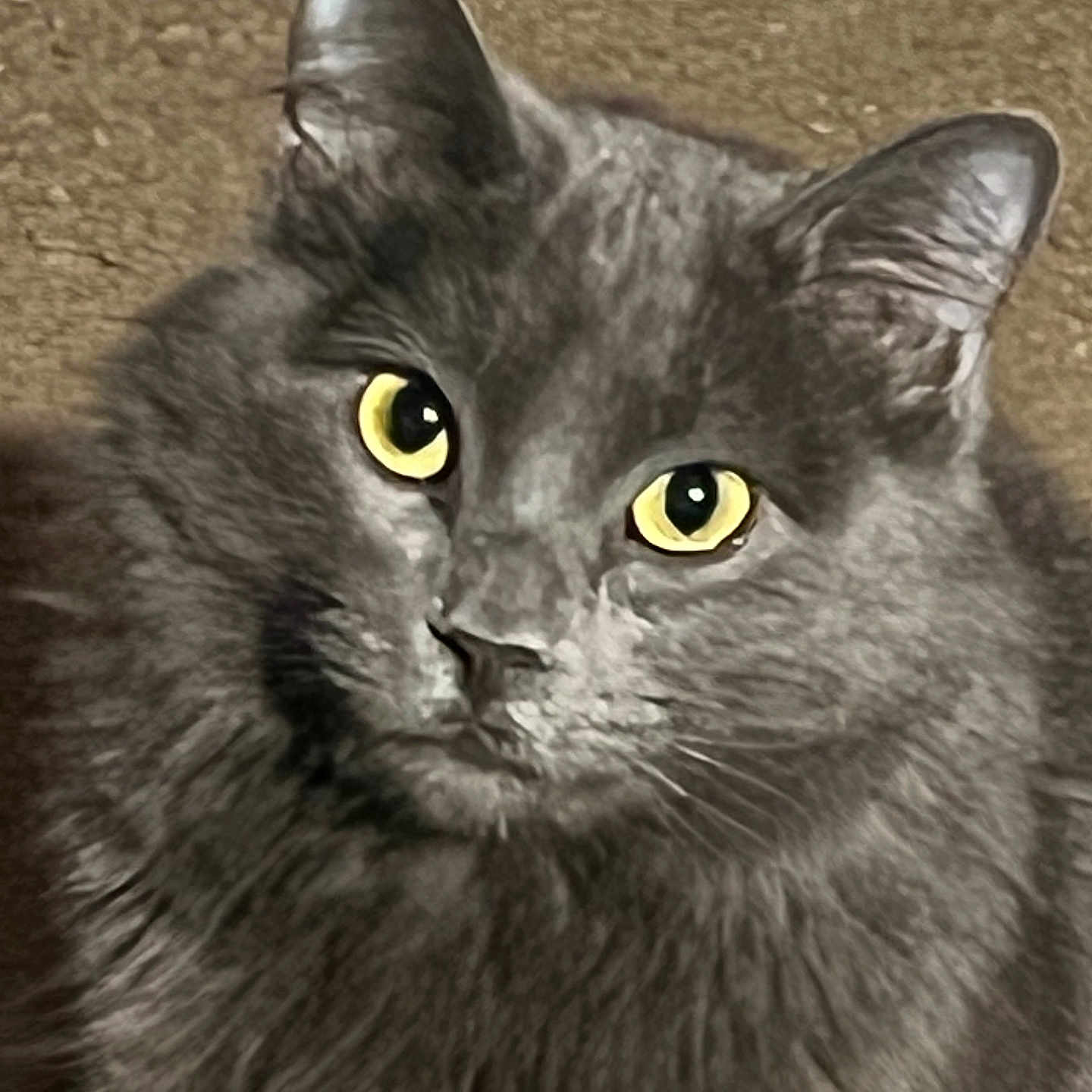 Ginny is registered to the contest to win money with this photo: cat, gray_cat, fluffy, yellow_eyes, close_up, pet, animal, feline, whiskers, ears, portrait, indoor, cute, fur, face, looking, alert, domestic_animal, soft_texture, majestic