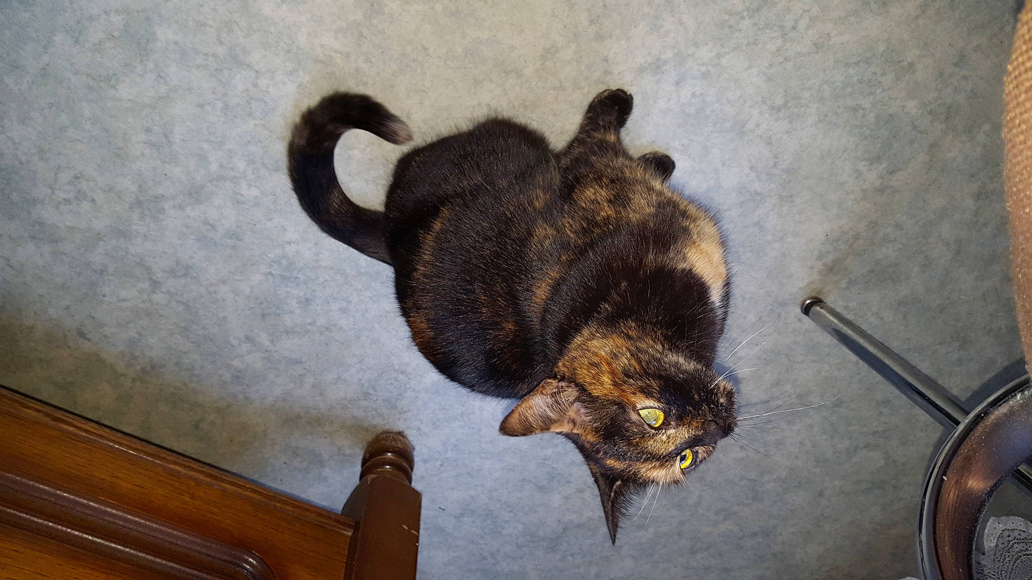 Lilou a rejoint le concours — aidez-le/la à gagner de superbes lots ! bat, brown, canidae, carnivore, cat, claw, dog_breed, domestic_short_haired_cat, felidae, fur, hardwood, linens, natural_material, small_to_medium_sized_cats, sporting_group, tail, terrestrial_animal, varnish, whiskers, wood