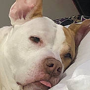 Rue joined the competition — help win amazing prizes! dog, close_up, resting, sleepy, tongue_out, white_fur, brown_fur, ear, nose, bed, pillow, indoor, pet, animal, cute, relaxed, face, snout, portrait, calm