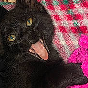 Gotti joined the competition — help win amazing prizes! black_cat, cat, tongue_out, close_up, yellow_eyes, fur, blanket, pink_blanket, red_blanket, cozy, pet, animal, cute, lying_down, indoor, domestic_cat, playful, soft_texture, whiskers, resting