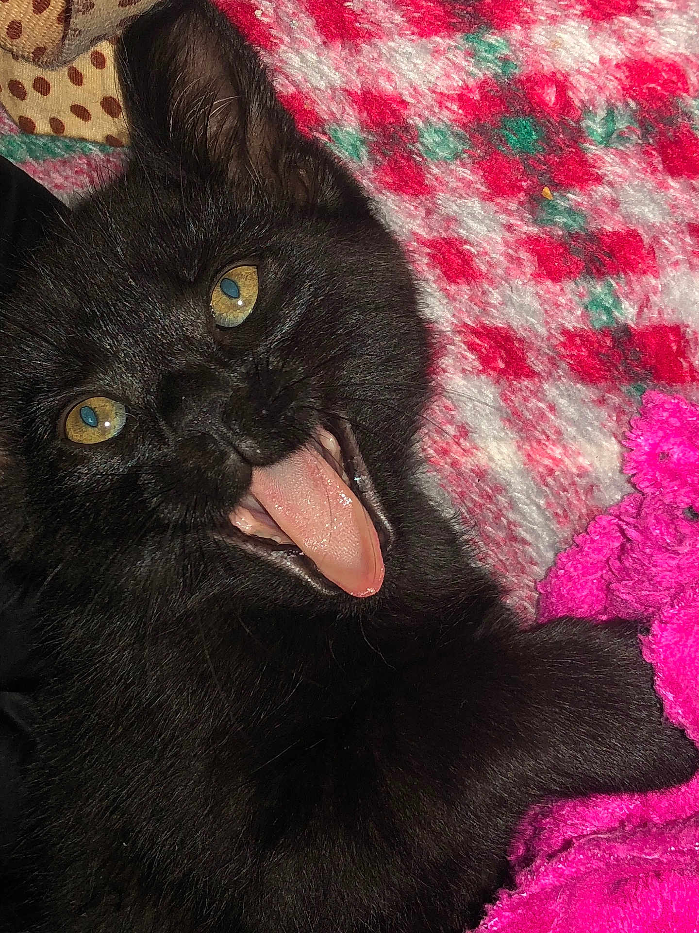 Gotti joined the competition — help win amazing prizes! black_cat, cat, tongue_out, close_up, yellow_eyes, fur, blanket, pink_blanket, red_blanket, cozy, pet, animal, cute, lying_down, indoor, domestic_cat, playful, soft_texture, whiskers, resting