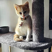 Willow participe au concours pour gagner de l'argent avec cette photo : abyssinian, angora, animal, architecture, building, cat, closet, countryside, cupboard, furniture, indoors, kitten, manx, nature, outdoors, pet, shelf, shelter, siamese, wood