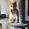 Willow participe au concours pour gagner de l'argent avec cette photo : abyssinian, animal, architecture, building, cat, closet, cupboard, furniture, homedecor, indoors, kitten, linen, manx, outdoors, pet, shelf, shelter, siamese, wall, wood