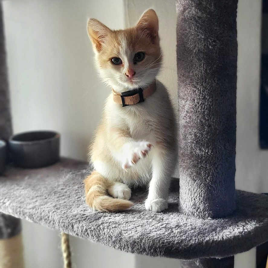 Willow