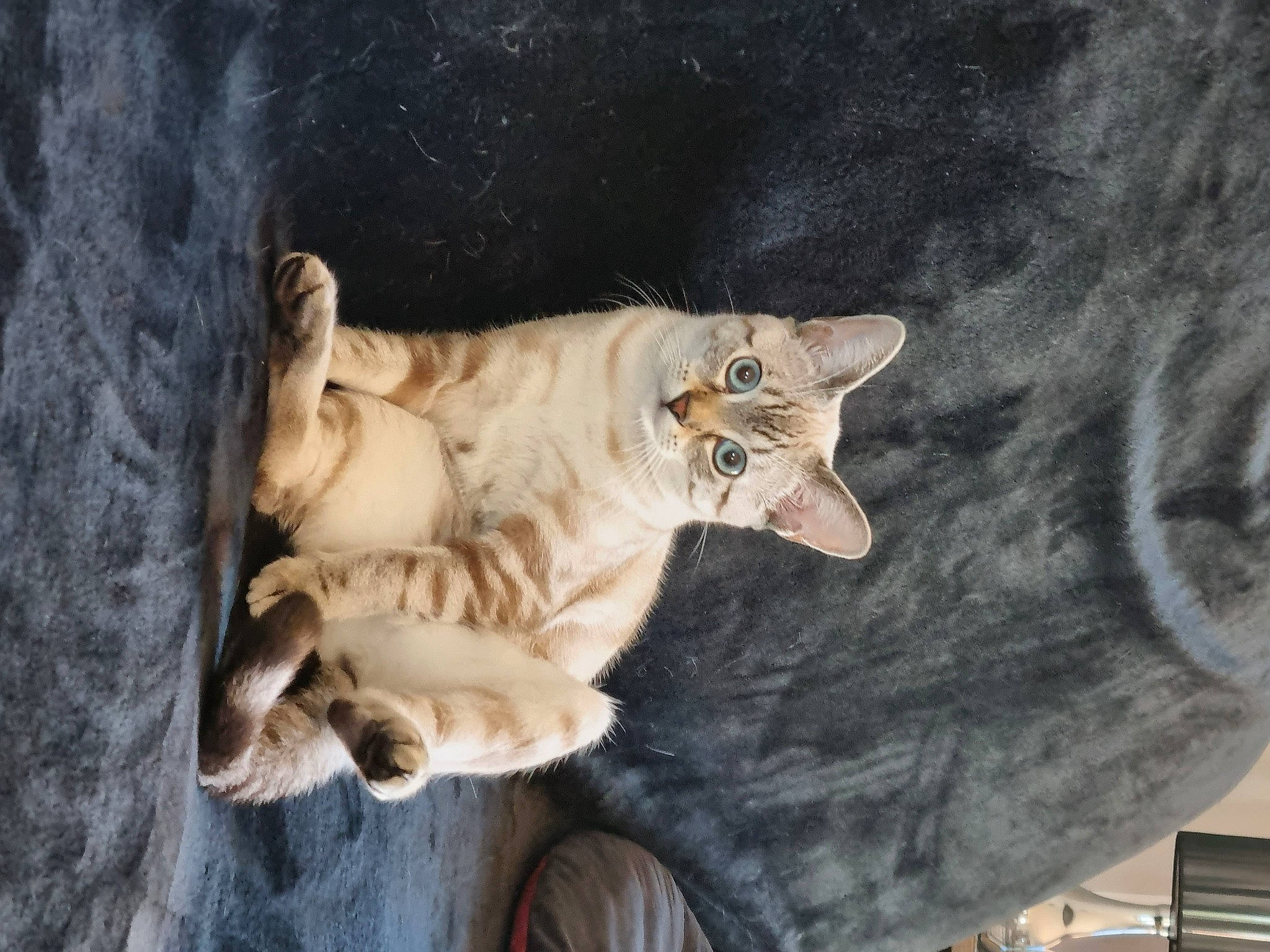 Starlette a rejoint le concours — aidez-le/la à gagner de superbes lots ! art, artifact, big_cats, canidae, carnivore, carving, chainsaw_carving, fawn, felidae, fur, paw, sculpture, small_to_medium_sized_cats, snout, tail, terrestrial_animal, toy, tree, whiskers, wood