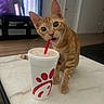 cat, kitten, orange_tabby, cup, straw, table, marble, indoor, living_room, television, furniture, drink, curious, pet, mammal, domestic_animal, playful, closeup, whiskers, floor