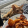 cat, orange_cat, curly_fries, plate, bed, leopard_print, blanket, window_blinds, food, sniffing, indoor, curious, pet, resting, feline, closeup, human_hand, snack, tableware, daylight