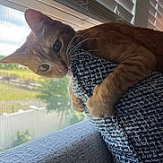 Maurice Reilly is registered to the contest to win money with this photo: cat, orange_tabby, cushion, window, blinds, indoor, sunlight, playful, pet, whiskers, paw, fabric, texture, home, furniture, closeup, animal, curious, biting, grip