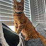 cat, orange_tabby, pet, feline, indoor, couch, cushion, window_blinds, curious, alert, sitting, fur, whiskers, tail, domestic_animal, household, comfortable, cozy, natural_light, texture