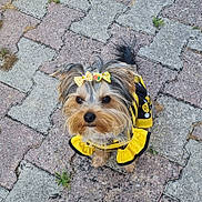 Alleria a rejoint le concours — aidez-le/la à gagner de superbes lots ! dog, small_dog, outdoor, pavement, yellow_clothing, bows, cute, pet, fur, animal, looking_up, adorable, walking, tail, ears, face, black_nose, fur_pattern, tiny, playful