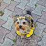 dog, small_dog, outdoor, pavement, yellow_clothing, bows, cute, pet, fur, animal, looking_up, adorable, walking, tail, ears, face, black_nose, fur_pattern, tiny, playful