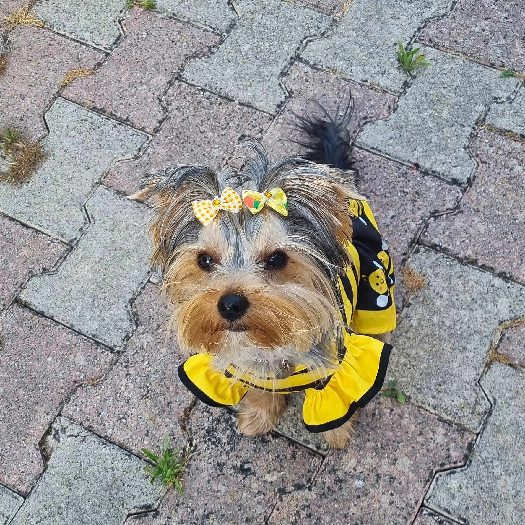 Alleria a rejoint le concours — aidez-le/la à gagner de superbes lots ! dog, small_dog, outdoor, pavement, yellow_clothing, bows, cute, pet, fur, animal, looking_up, adorable, walking, tail, ears, face, black_nose, fur_pattern, tiny, playful