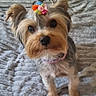 Alleria participe au concours pour gagner de l'argent avec cette photo : dog, small_dog, bow, pet, cute, fur, ears, collar, looking_up, indoor, blanket, texture, animal, mammal, adorable, face, eyes, nose, fur_color, standing