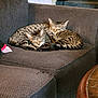 Bonnie And Clyde is registered to the contest to win money with this photo: animal_pair, carpet, cat, companion, couch, cozy, domestic_animal, fur, furniture, home, household, indoor, nap, pets, relaxation, resting, sleeping, stairs, striped, tabby_cat