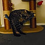 Bonnie And Clyde joined the competition — help win amazing prizes! animal, brown, carpet, cat, cat_tree, cozy, cute, domestic, feline, furniture, hammock, indoor, pets, quiet, resting, sleeping, striped, tabby_cat, tail, two_cats