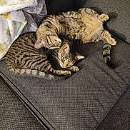 Bonnie And Clyde joined the competition — help win amazing prizes! animal, blanket, cat, companionship, couch, cozy, cute, domestic_cat, feline, fur, home, indoor, pets, relaxed, resting, sleeping, snuggling, striped, tabby, two_cats