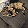 animal, blanket, cat, companionship, couch, cozy, cute, domestic_cat, feline, fur, home, indoor, pets, relaxed, resting, sleeping, snuggling, striped, tabby, two_cats