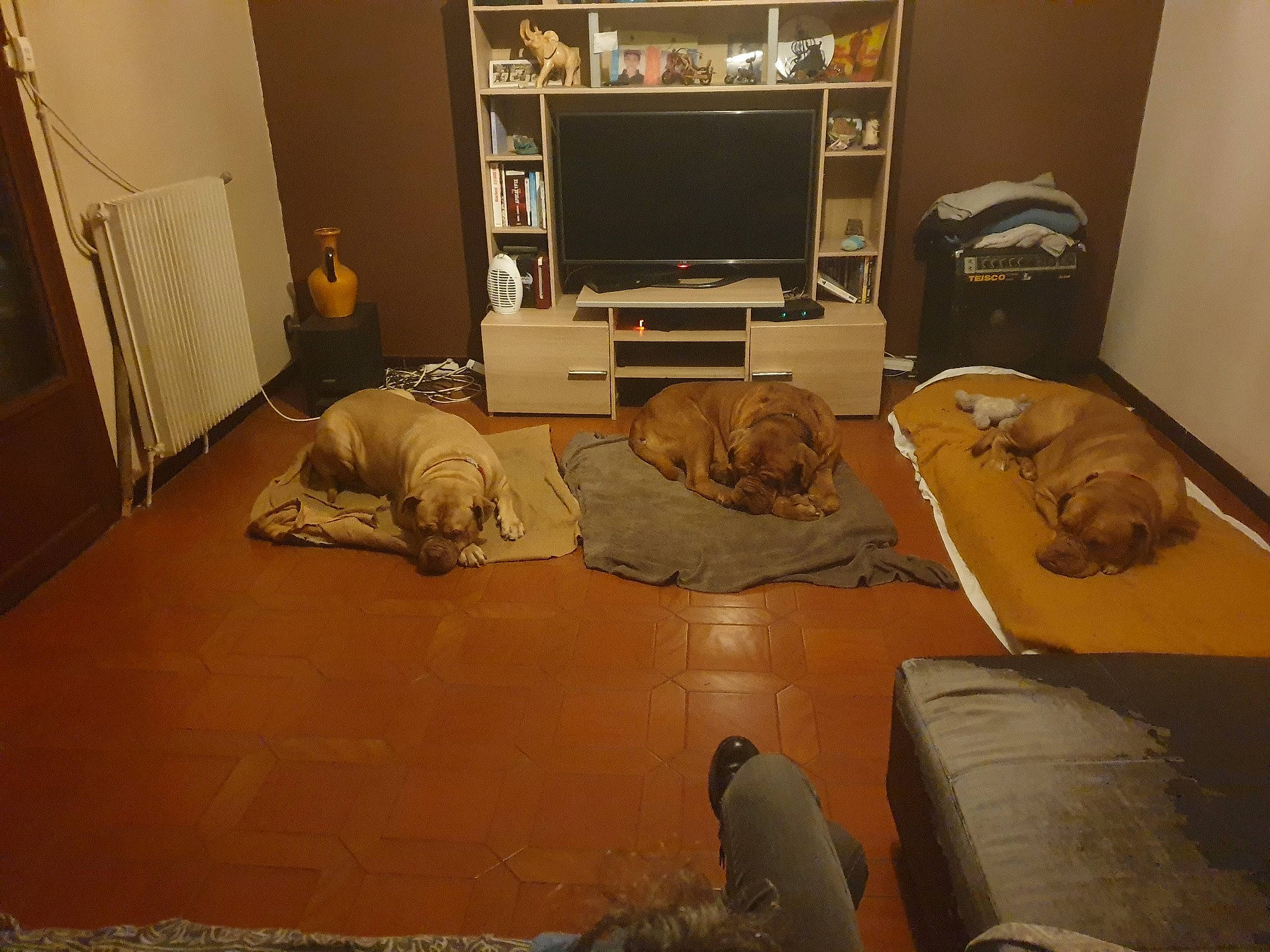 Looki participe au concours pour gagner de l'argent avec cette photo : bed, bed_frame, bed_sheet, bedding, bedroom, chest_of_drawers, comfort, felidae, floor, flooring, hardwood, home_appliance, linens, living_room, pillow, room, shoe, television, television_set, wood