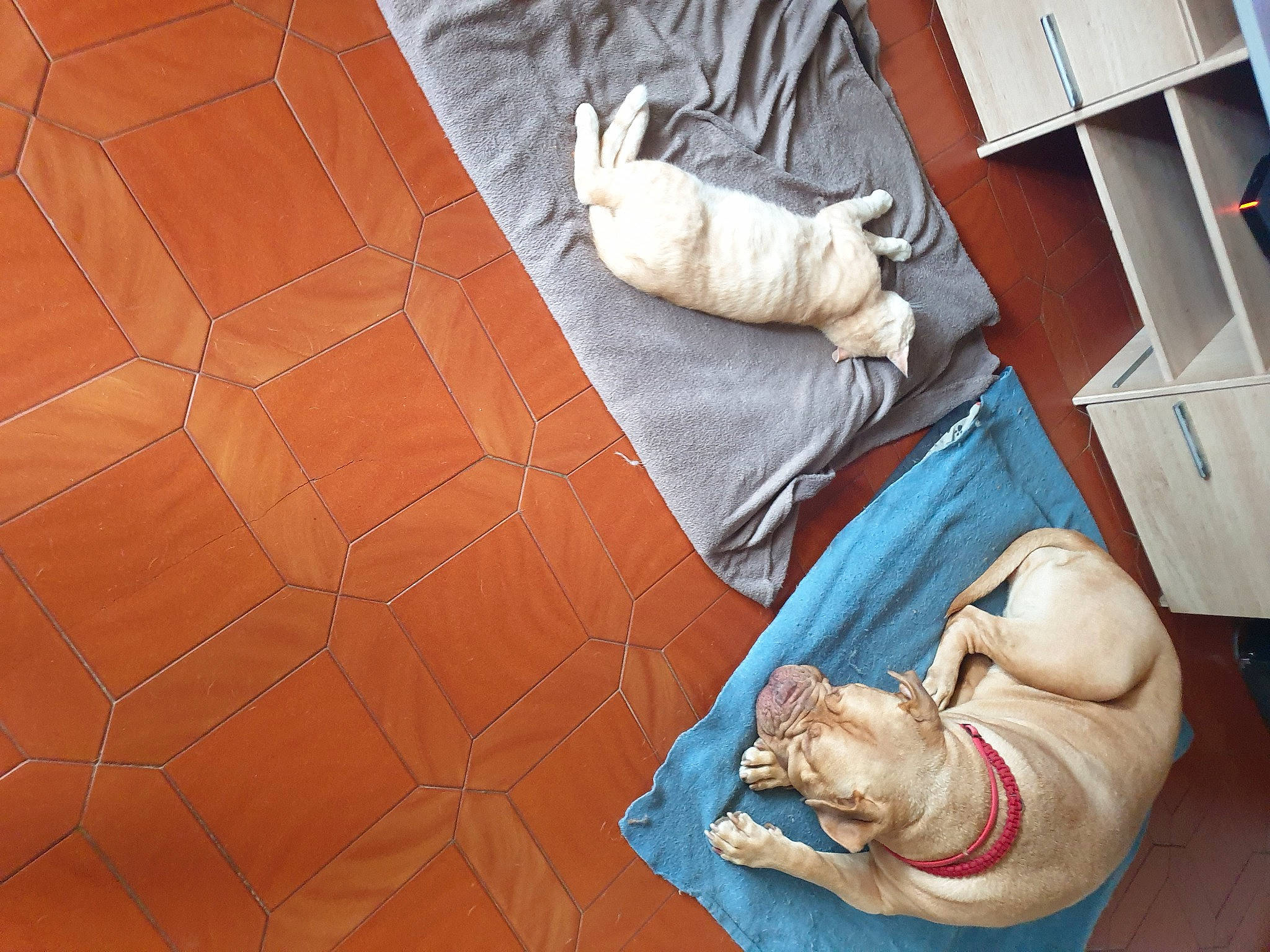 Looki a rejoint le concours — aidez-le/la à gagner de superbes lots ! canidae, carnivore, cat, comfort, companion_dog, dog, dog_breed, fawn, felidae, floor, flooring, fur, hardwood, linens, small_to_medium_sized_cats, sporting_group, tail, whiskers, wood, working_animal