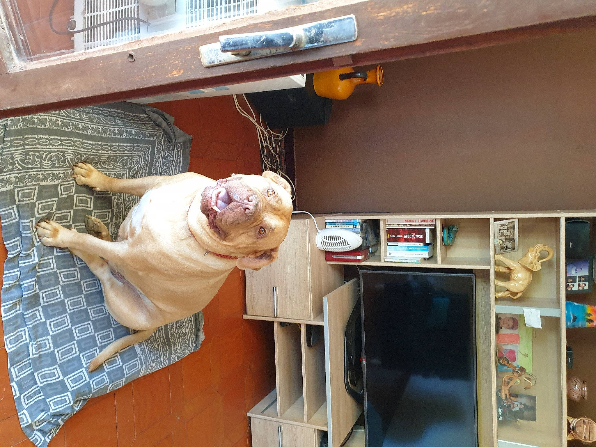 Looki a rejoint le concours — aidez-le/la à gagner de superbes lots ! bookcase, canidae, carnivore, companion_dog, dog, dog_breed, fawn, flooring, house, machine, room, shelf, shelving, snout, sporting_group, table, tail, wood, working_animal, wrinkle