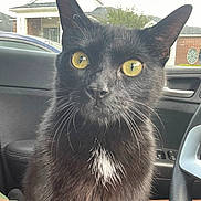 Kunta Kintae is registered to the contest to win money with this photo: black_cat, yellow_eyes, white_patch, cat, pet, indoor, car_interior, window, residential_area, house, parked_car, close_up, whiskers, fur, animal, domestic_cat, seat, steering_wheel, door_handle, curious