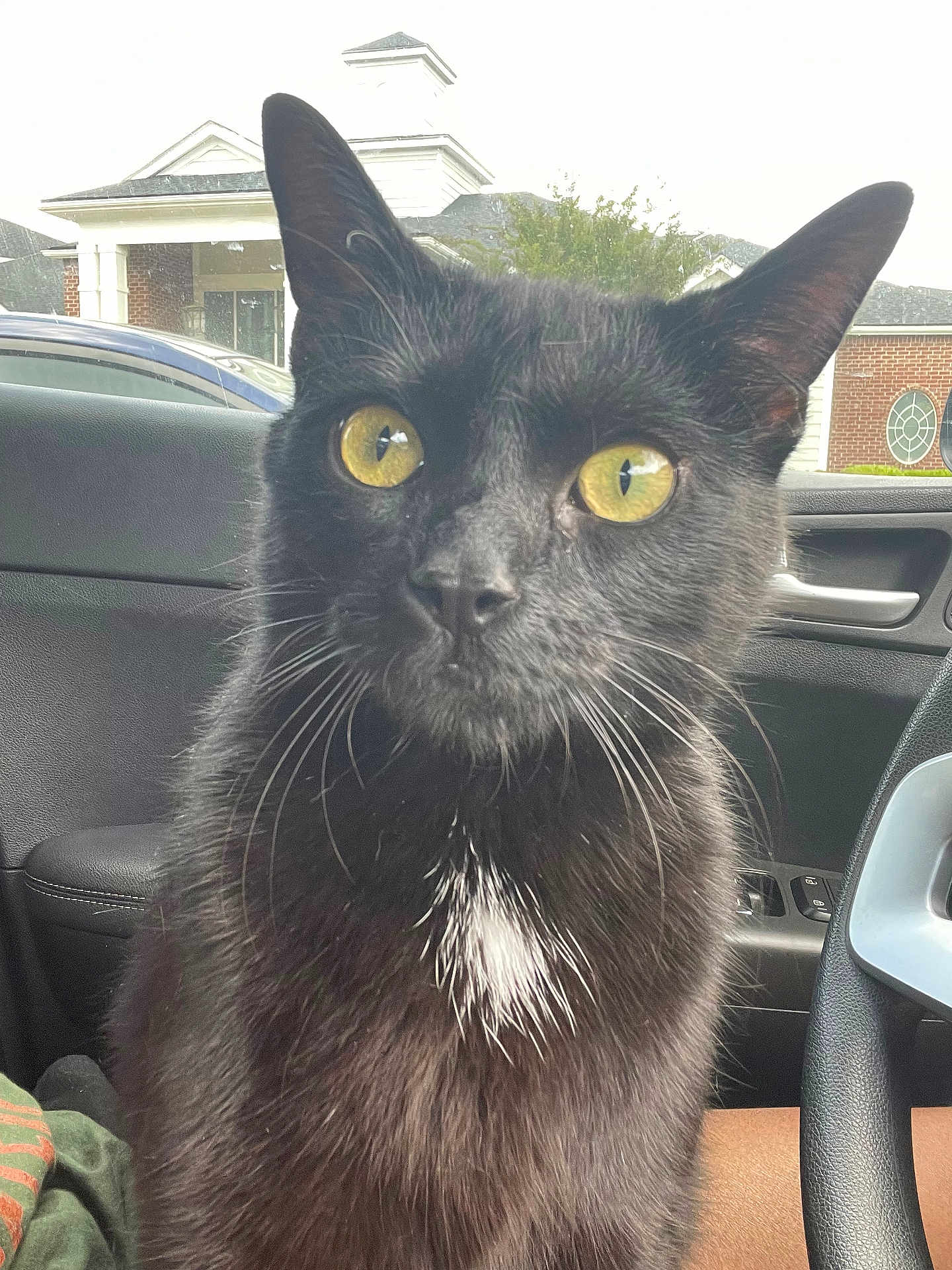 Kunta Kintae is registered to the contest to win money with this photo: black_cat, yellow_eyes, white_patch, cat, pet, indoor, car_interior, window, residential_area, house, parked_car, close_up, whiskers, fur, animal, domestic_cat, seat, steering_wheel, door_handle, curious