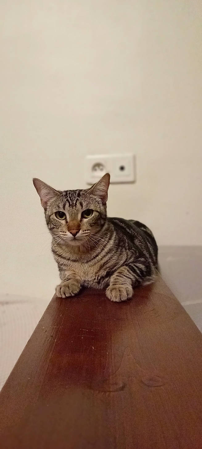 Chipie a rejoint le concours — aidez-le/la à gagner de superbes lots ! carnivore, cat, domestic_short_haired_cat, felidae, flooring, fur, paw, sitting, small_to_medium_sized_cats, snout, tail, terrestrial_animal, wall_plate, whiskers, window, wood