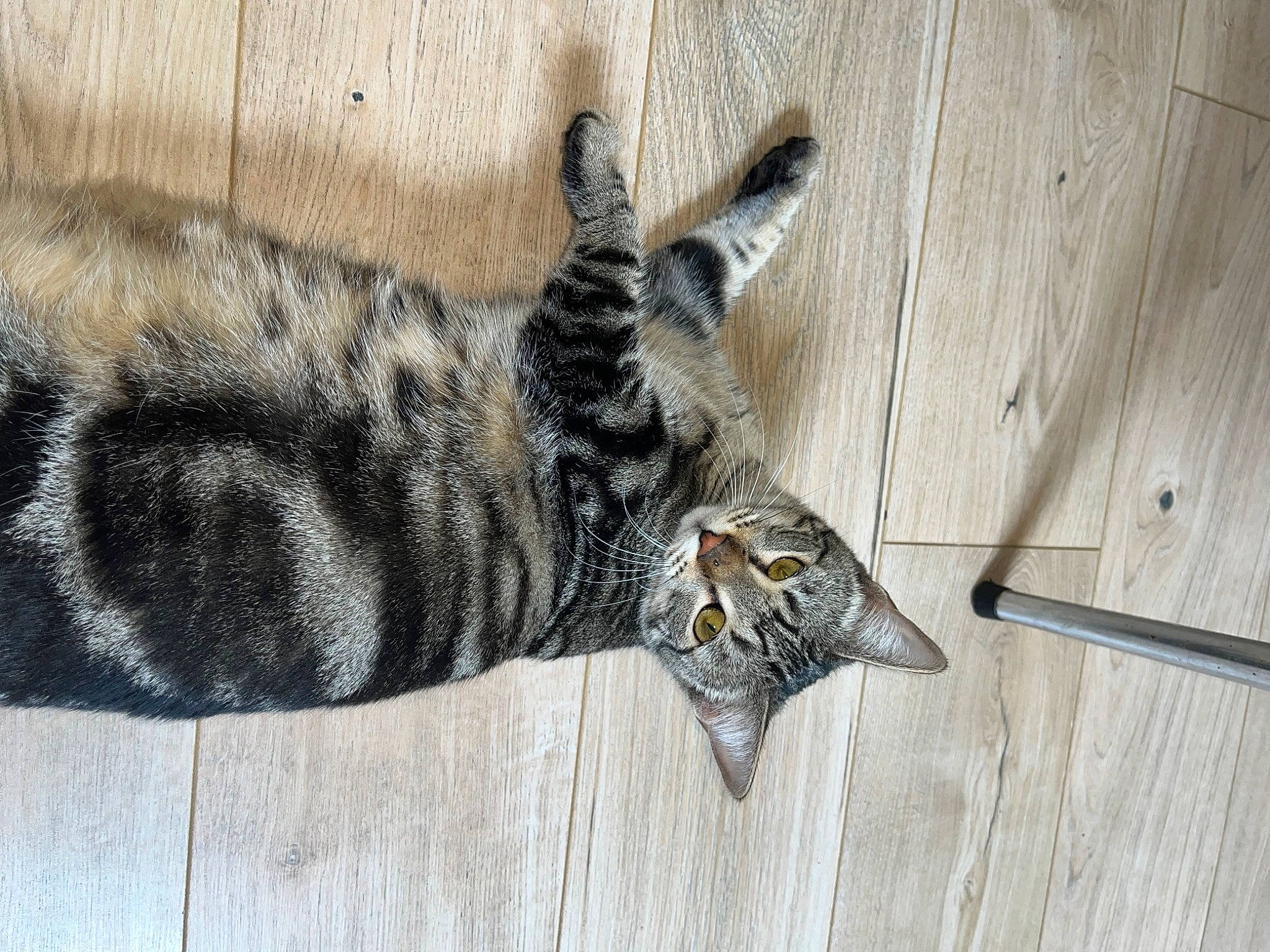 Chipie participe au concours pour gagner de l'argent avec cette photo : carnivore, cat, claw, domestic_short_haired_cat, felidae, fur, grey, hardwood, pattern, paw, plank, small_to_medium_sized_cats, snout, tail, terrestrial_animal, whiskers, wildlife, wood, wood_stain