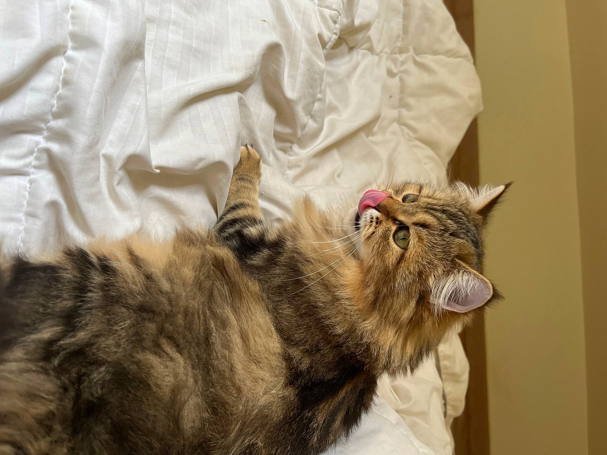 Luna participe au concours pour gagner de l'argent avec cette photo : carnivore, cat, claw, comfort, domestic_short_haired_cat, fang, felidae, fur, linens, natural_material, paw, small_to_medium_sized_cats, snout, terrestrial_animal, whiskers, wildlife