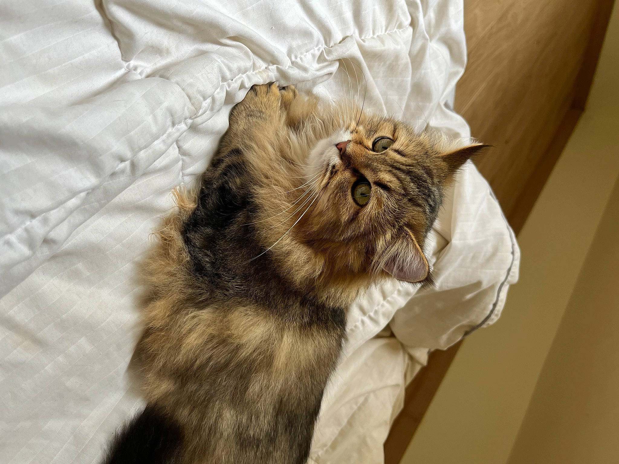 Luna a rejoint le concours — aidez-le/la à gagner de superbes lots ! bed, bed_sheet, bedding, carnivore, cat, claw, comfort, companion_dog, domestic_short_haired_cat, fang, fawn, felidae, fur, linens, paw, room, small_to_medium_sized_cats, terrestrial_animal, textile, whiskers