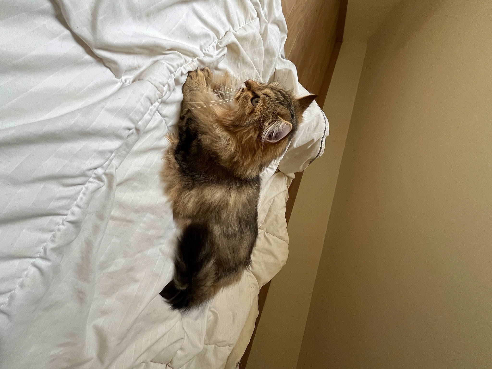Luna participe au concours pour gagner de l'argent avec cette photo : bed, bedding, canidae, carnivore, cat, claw, comfort, companion_dog, domestic_short_haired_cat, fawn, felidae, fur, gesture, human_leg, linens, sleeve, small_to_medium_sized_cats, tail, whiskers, wood