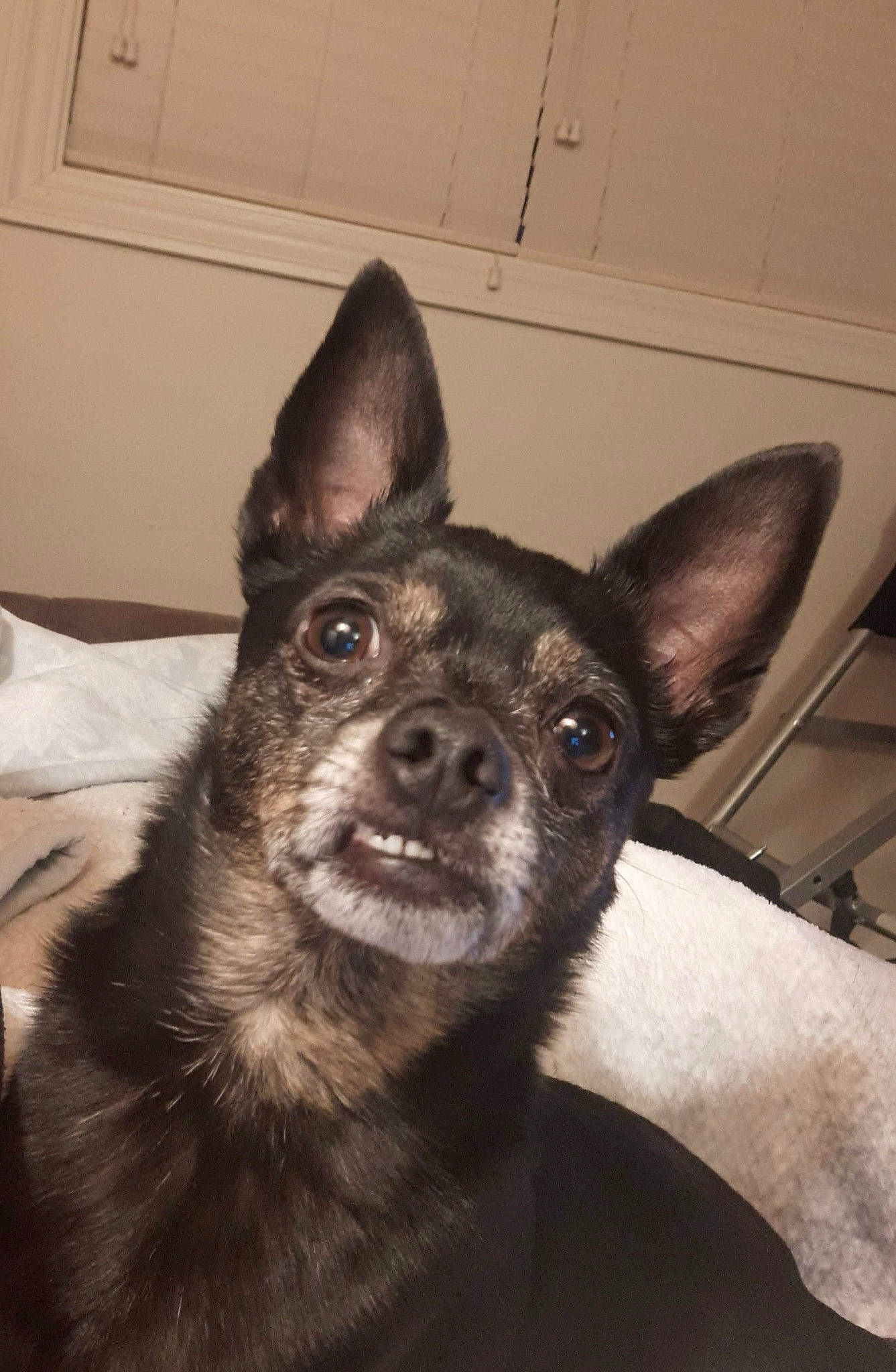 Miguel is registered to the contest to win money with this photo: canidae, carnivore, companion_dog, dog, dog_breed, ear, eye, fawn, fur, jaw, non_sporting_group, snout, sporting_group, terrestrial_animal, wall_plate, whiskers, working_animal