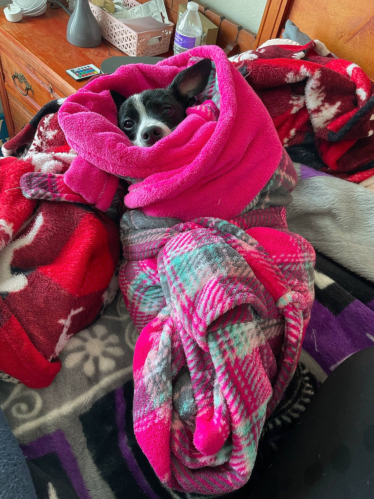 Ollie joined the competition — help win amazing prizes! cabinetry, carmine, cat, comfort, creative_arts, drawer, fashion_accessory, felidae, flooring, fur, linens, magenta, natural_material, pattern, pink, purple, small_to_medium_sized_cats, textile, wood, woolen