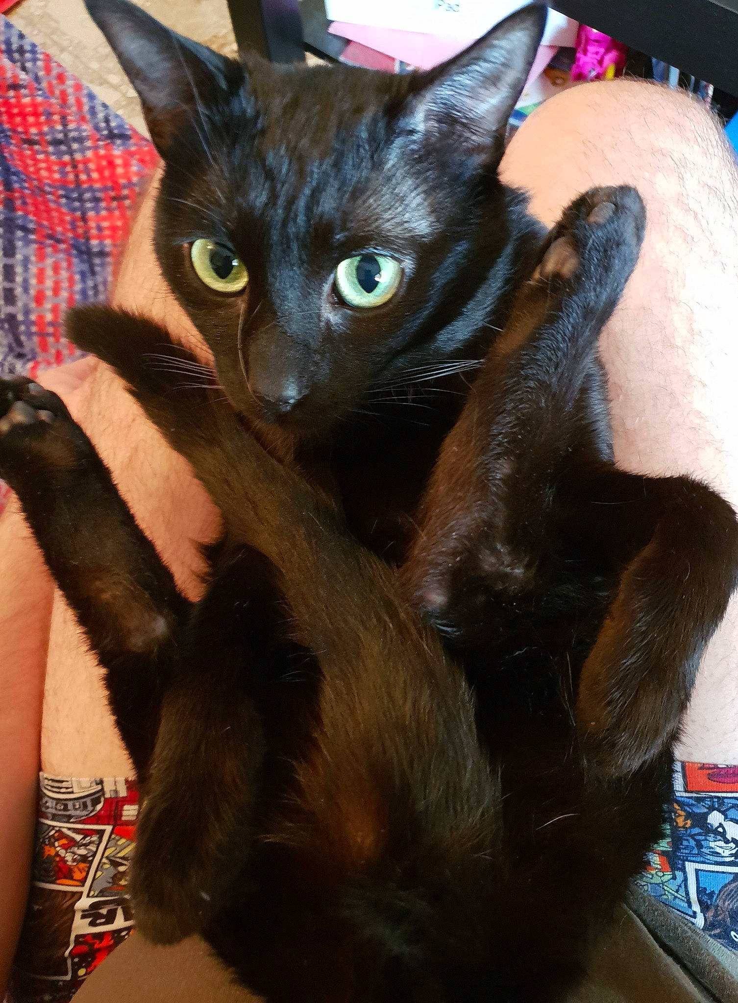 Mune a rejoint le concours — aidez-le/la à gagner de superbes lots ! carnivore, cat, comfort, domestic_short_haired_cat, elbow, felidae, flesh, fur, iris, nail, plaid, small_to_medium_sized_cats, snout, tartan, vertebrate, whiskers, wrist