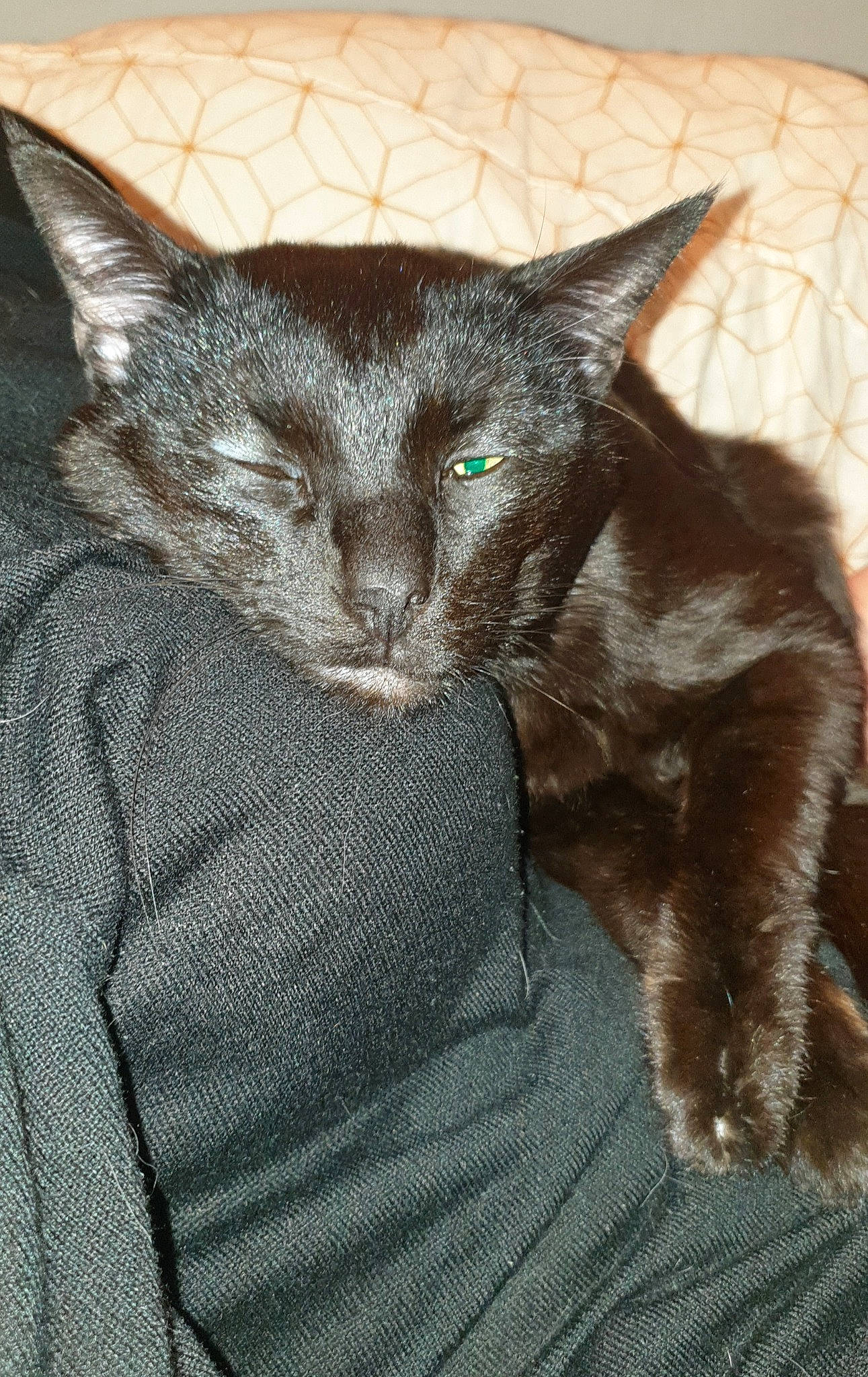 Mune participe au concours pour gagner de l'argent avec cette photo : carnivore, cat, comfort, domestic_short_haired_cat, felidae, fur, liver, mammal, small_to_medium_sized_cats, snout, vertebrate, whiskers