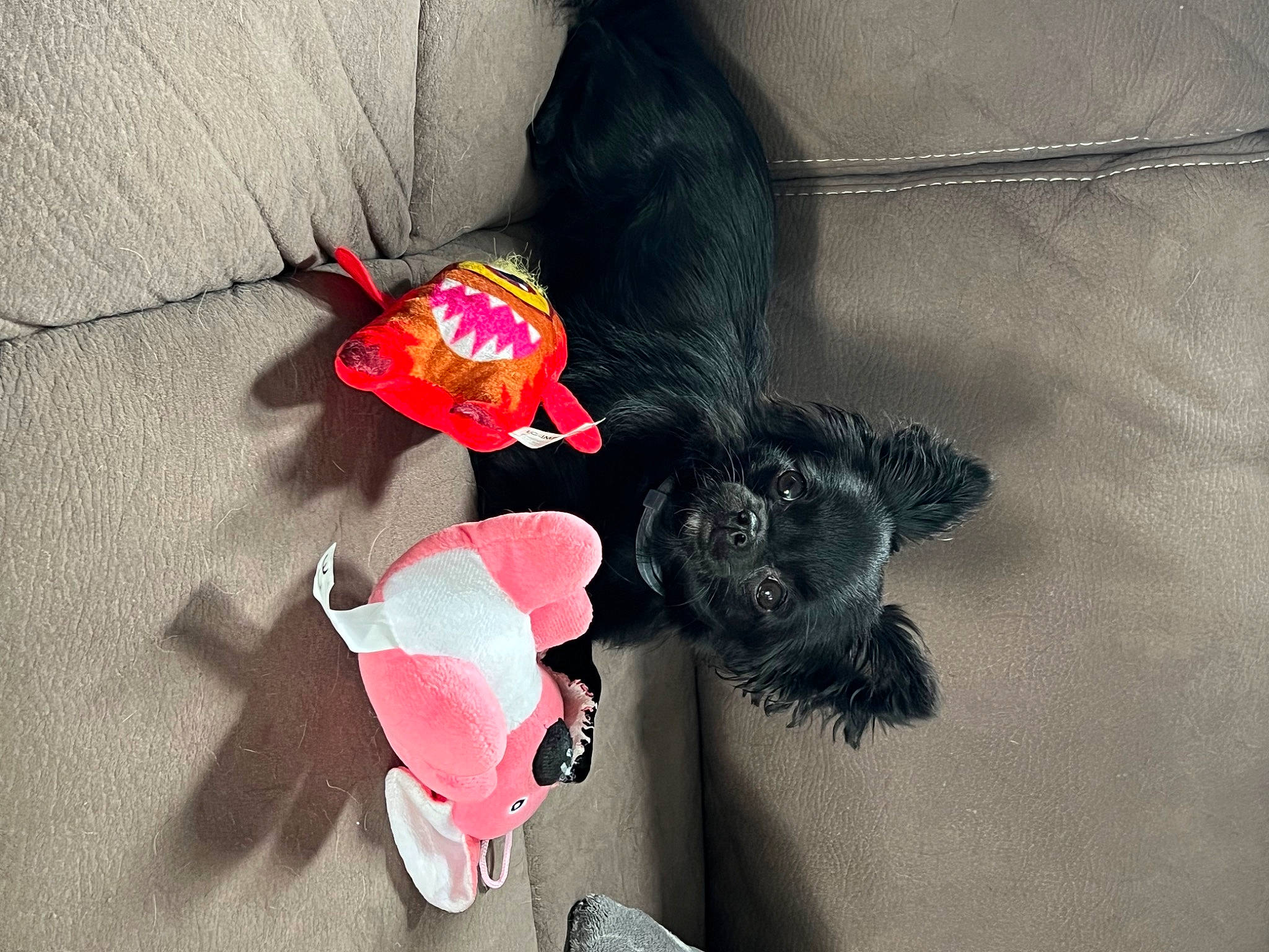 Sya participe au concours pour gagner de l'argent avec cette photo : canidae, carmine, carnivore, comfort, companion_dog, coquelicot, dog, dog_breed, dog_supply, fashion_accessory, foot, fur, grey, paw, pet_supply, petal, sporting_group, tail, toy, wrist