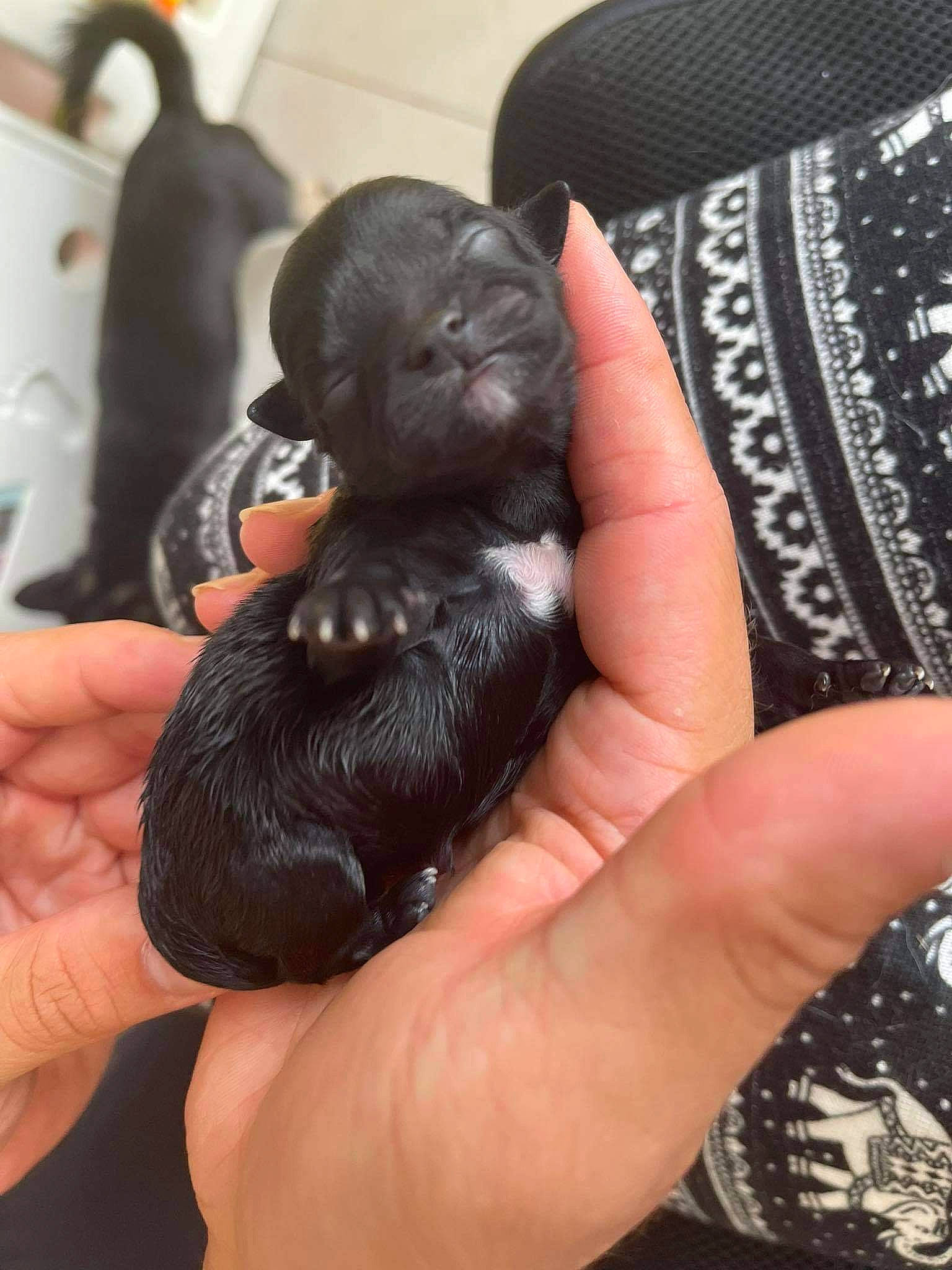 Sya participe au concours pour gagner de l'argent avec cette photo : canidae, claw, companion_dog, dog, dog_breed, fashion_accessory, finger, foot, gesture, hand, liver, nail, pattern, paw, snout, sporting_group, terrestrial_animal, thumb, toy, wrist