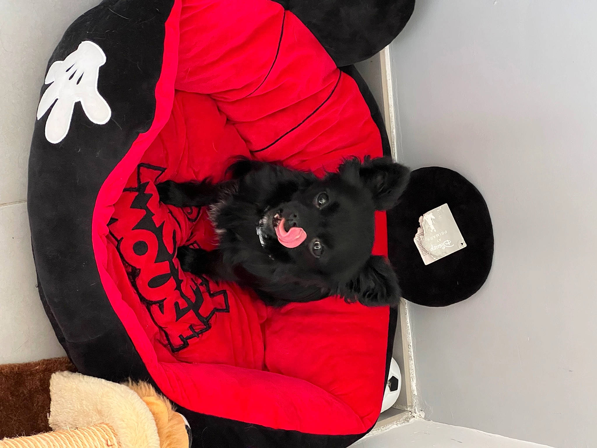 Sya a rejoint le concours — aidez-le/la à gagner de superbes lots ! baby_toddler_clothing, cap, carmine, comfort, companion_dog, costume_hat, fashion_accessory, felidae, font, fur, hat, linens, magenta, outerwear, pattern, plush, sleeve, stuffed_toy, t_shirt, tail